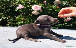 Whippet dogs for sale: Stunning quality blue whippets  - Image 5