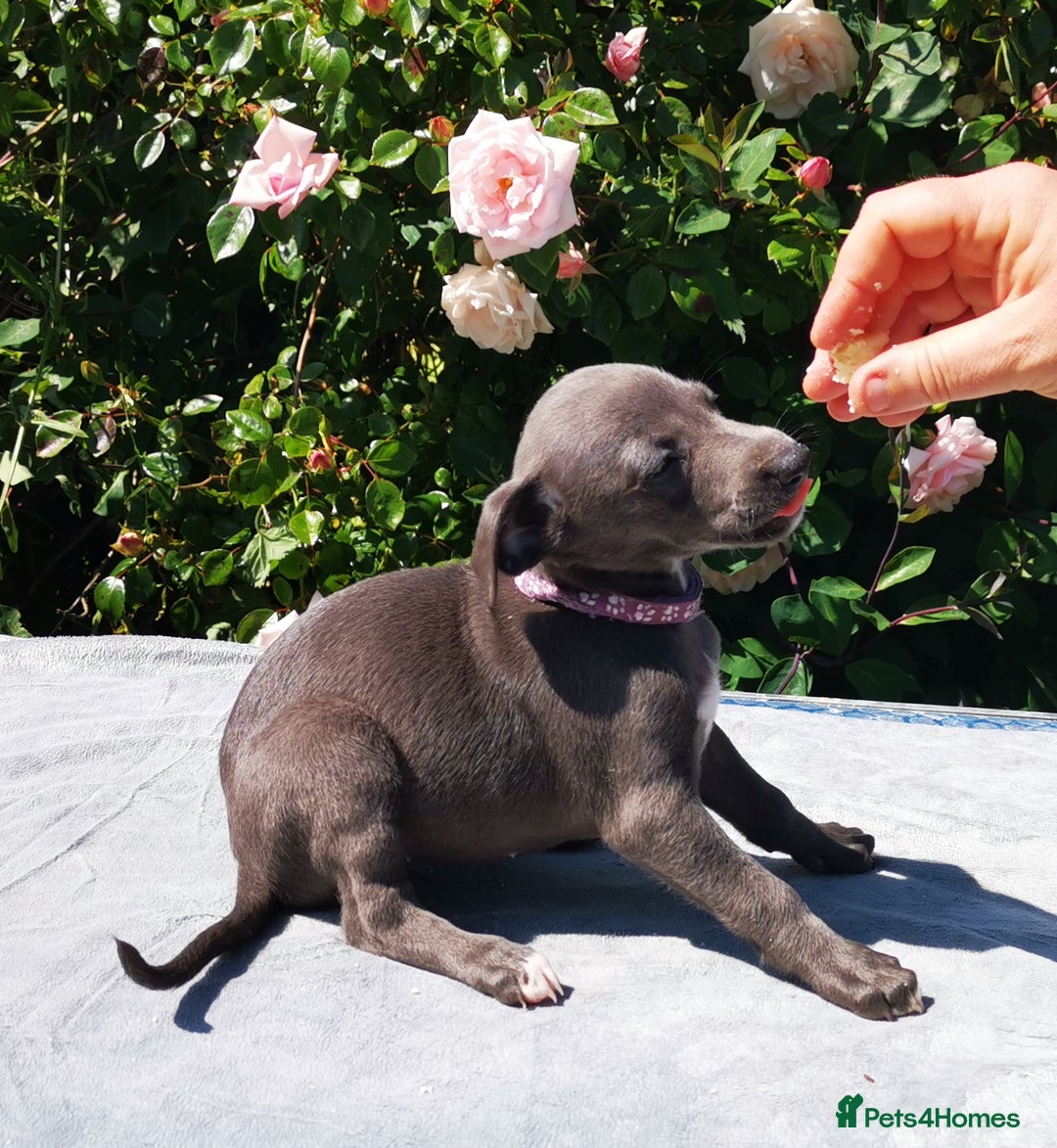 Whippet dogs for sale: Stunning quality blue whippets  - Image 5