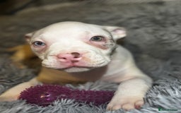 American Bully dogs for sale: perfect puppys - Image 28