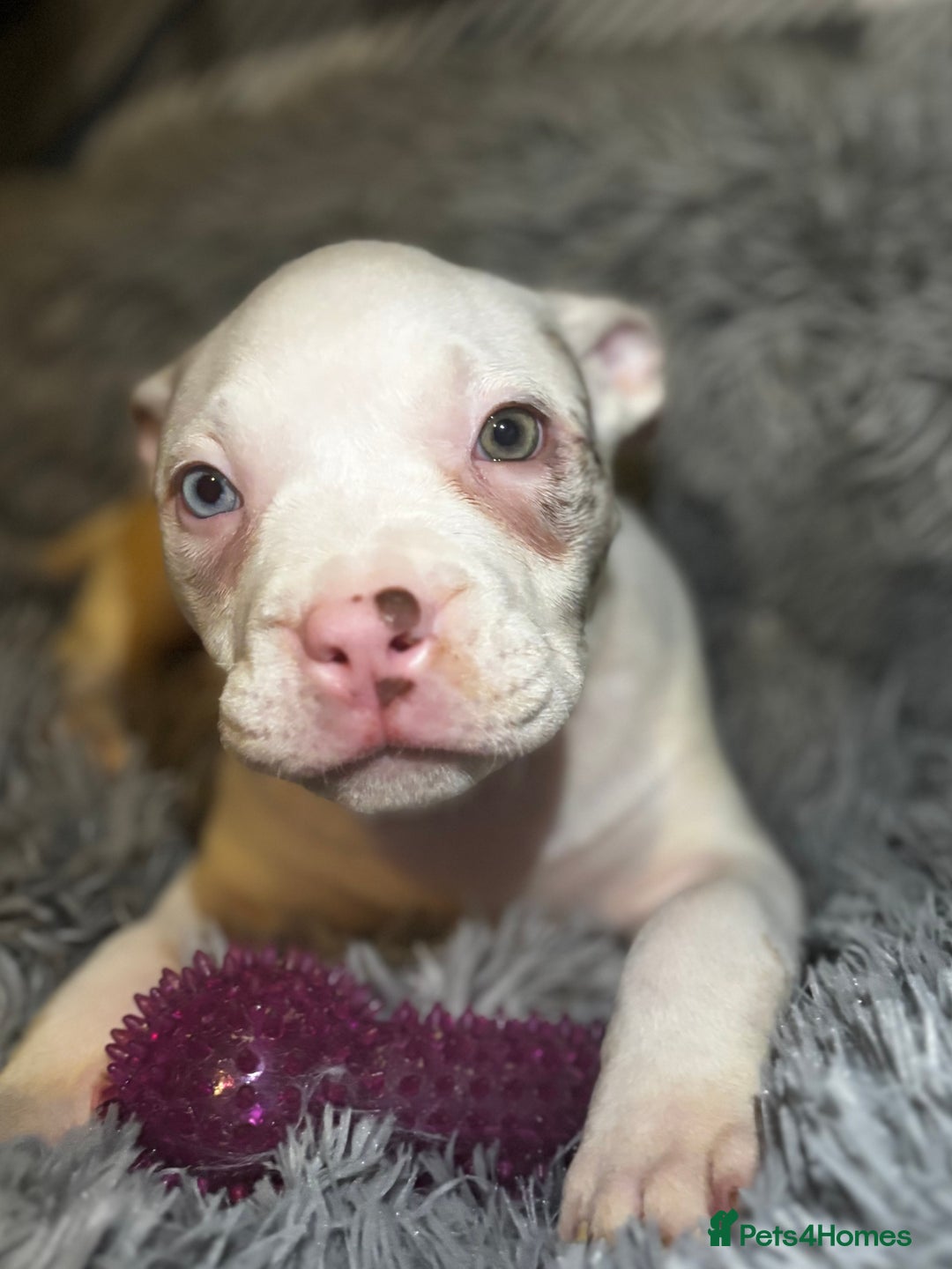 American Bully dogs for sale: perfect puppys - Image 28
