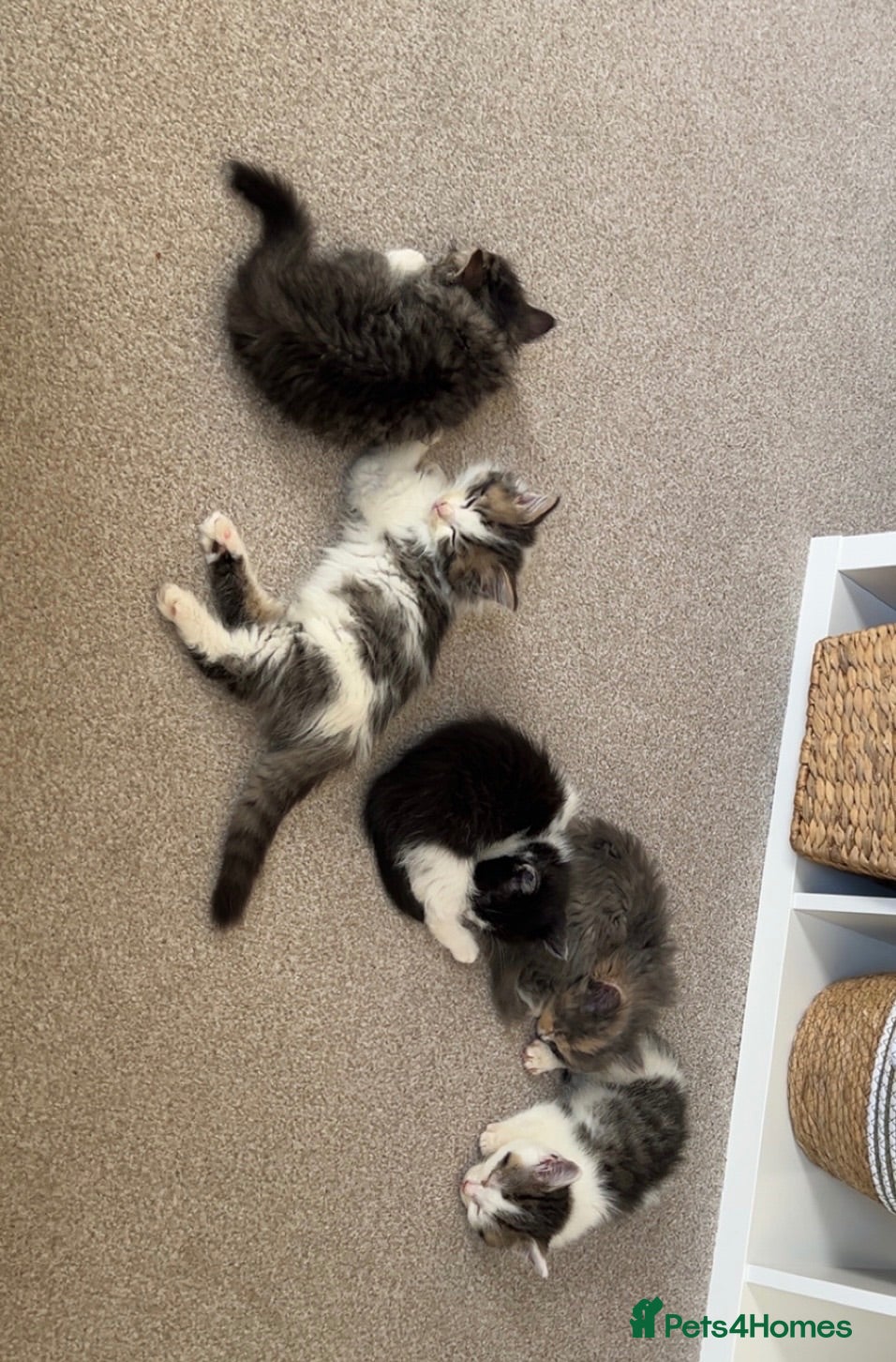 Mixed Breed cats 5 Beautiful kittens  - Advert 4