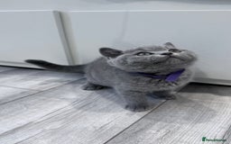 British Shorthair cats for sale: 5 beautiful BSH kittens - Image 9