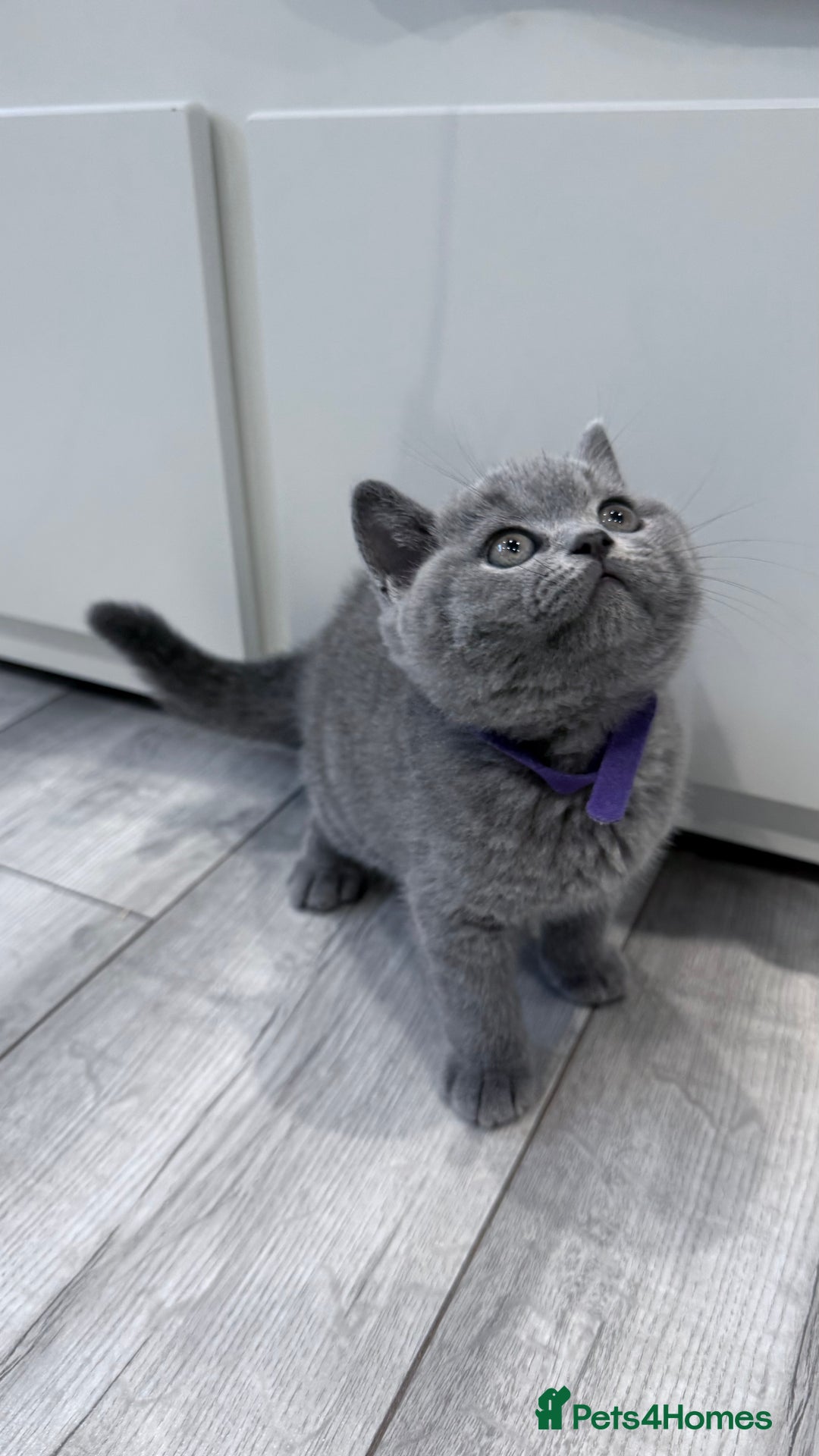 British Shorthair cats for sale: 5 beautiful BSH kittens - Image 9