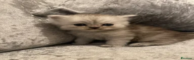 Persian 1