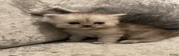 Persian cats for sale: beautiful pure bred Persian kittens - Advert 19