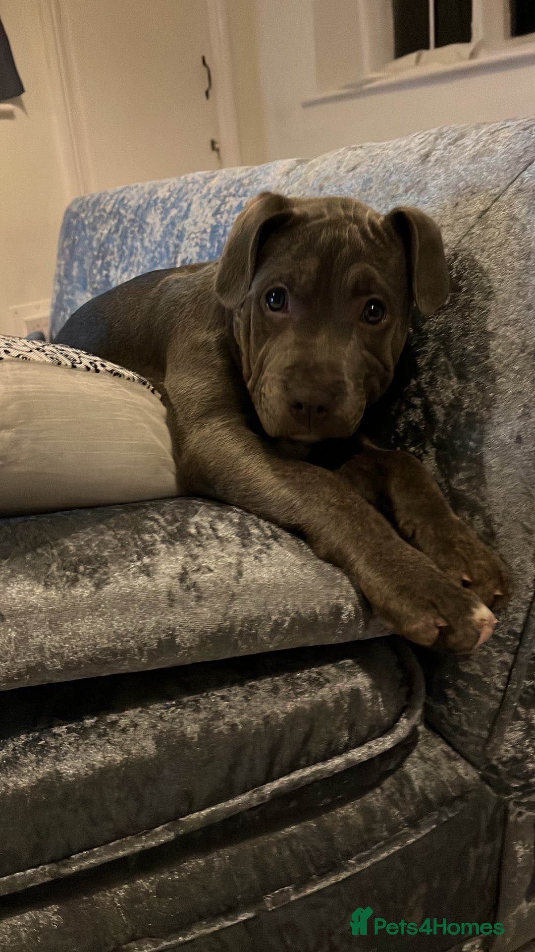 Staffordshire Bull Terrier dogs for sale: Yogi Bear 3 1/2 months old male Staff pup.  - Advert 5
