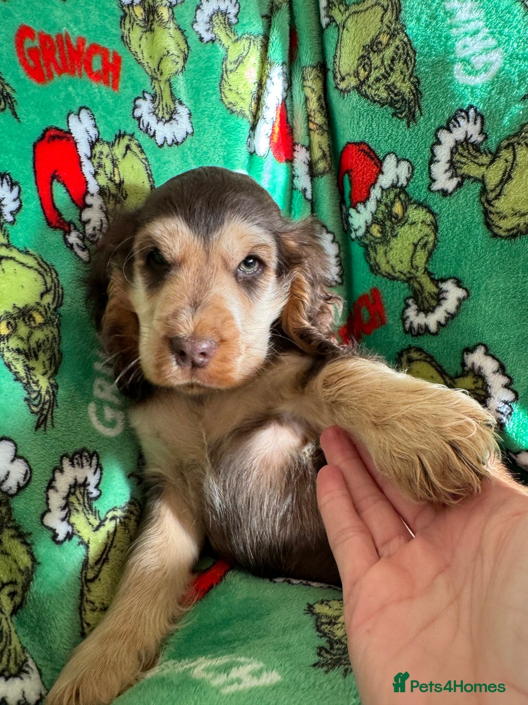 Cocker Spaniel dogs for sale: Show type boys   - Advert 4