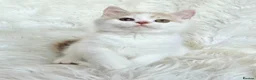 British Shorthair cats for sale: Stunning British shorthair kittens  - Advert 22