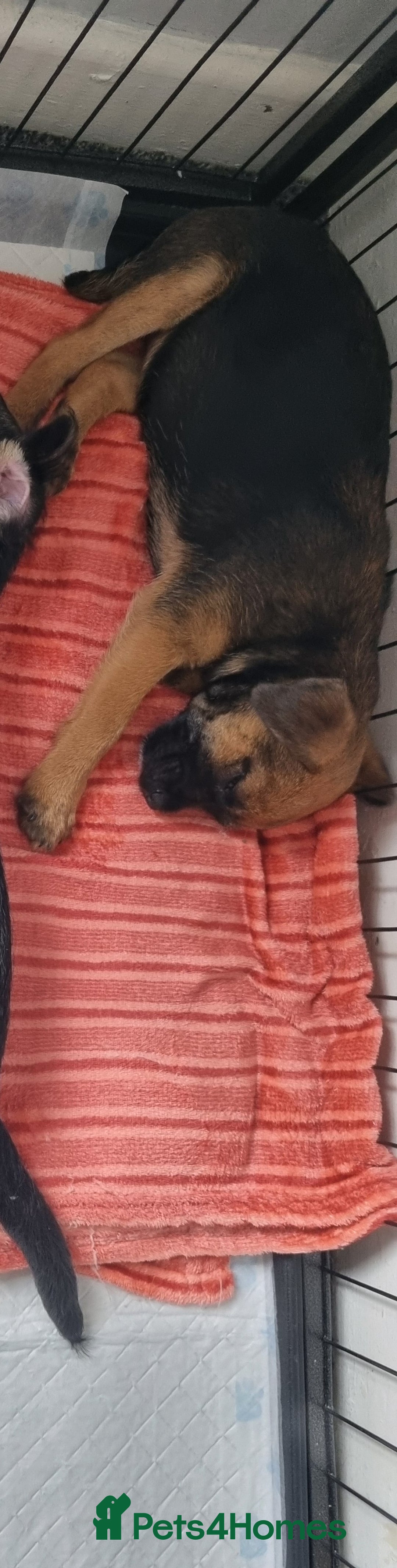 Border Terrier dogs for sale: Border terrier - Image 1
