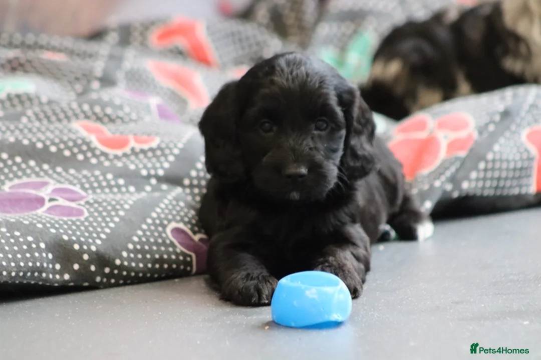 Cockapoo dogs for sale: F1 Cockapoo puppies for sale! - Advert 12