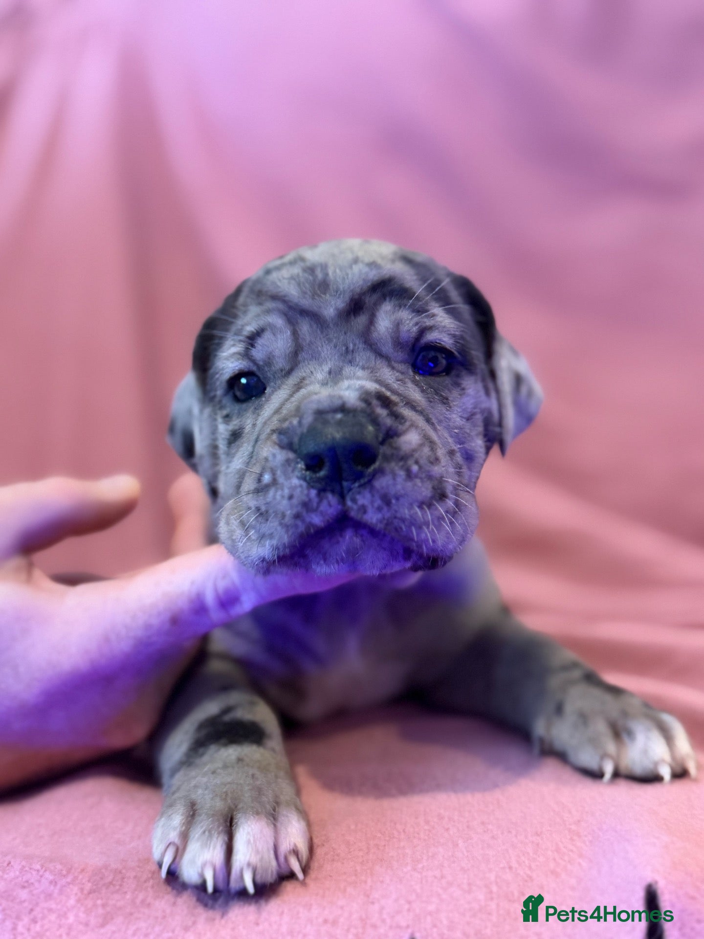 Cane Corso dogs Cane corso puppies for sale - Advert 2