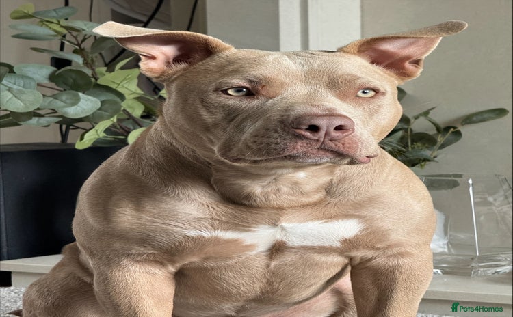 American Bully dogs - Advert 1