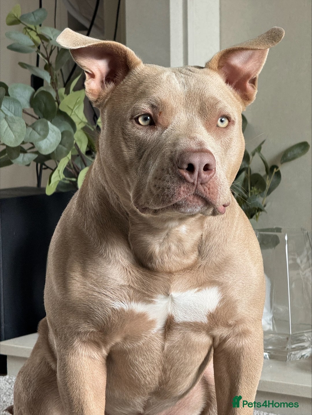 American Bully dogs for sale: Pocket Bully - Lilac (Female)  - Image 1