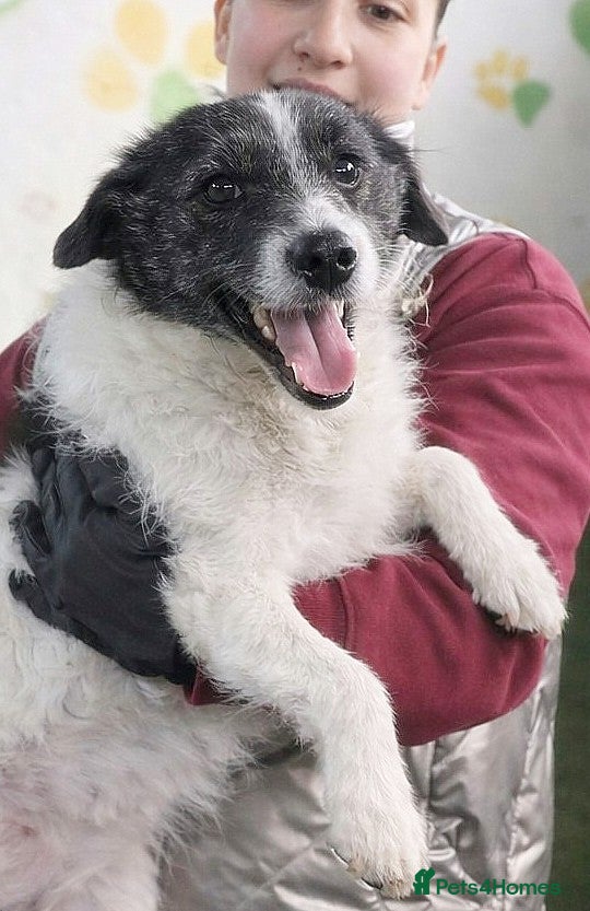 Mixed Breed dogs FROM the DEATH ROW TO DEVOTED MUM - Advert 4