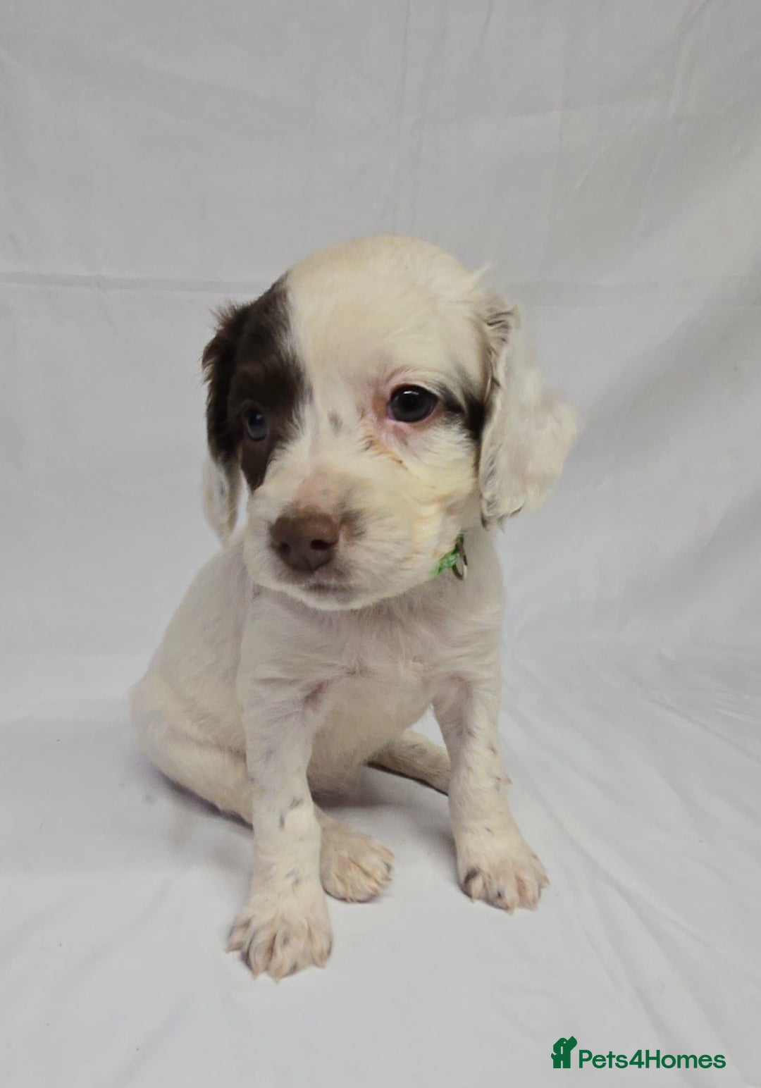 English Springer Spaniel dogs for sale: Calm,Adorable, beautiful Springer spaniel puppies. - Image 3