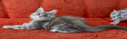Maine Coon cats for sale: READY NOW GCCF Registered Maine Coon Kittens - Advert 12