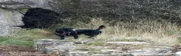 Mixed Breed dogs for sale: Energetic Bertie - Advert 6