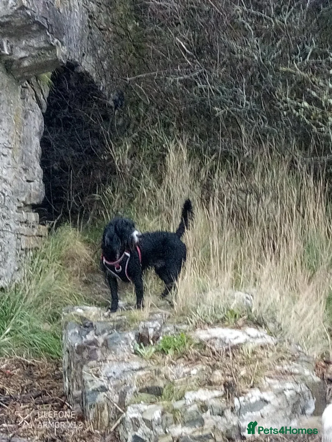 Mixed Breed dogs for sale: Energetic Bertie - Advert 6