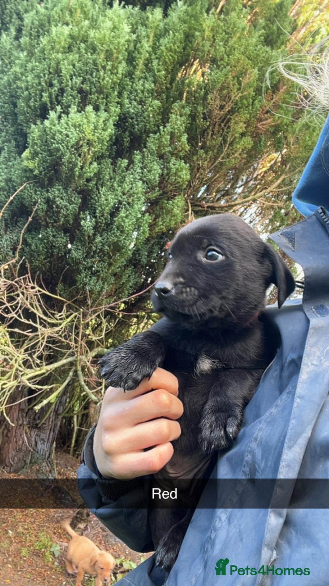Labrador Retriever dogs for sale: Stunning litter of 9 pups - Advert 4