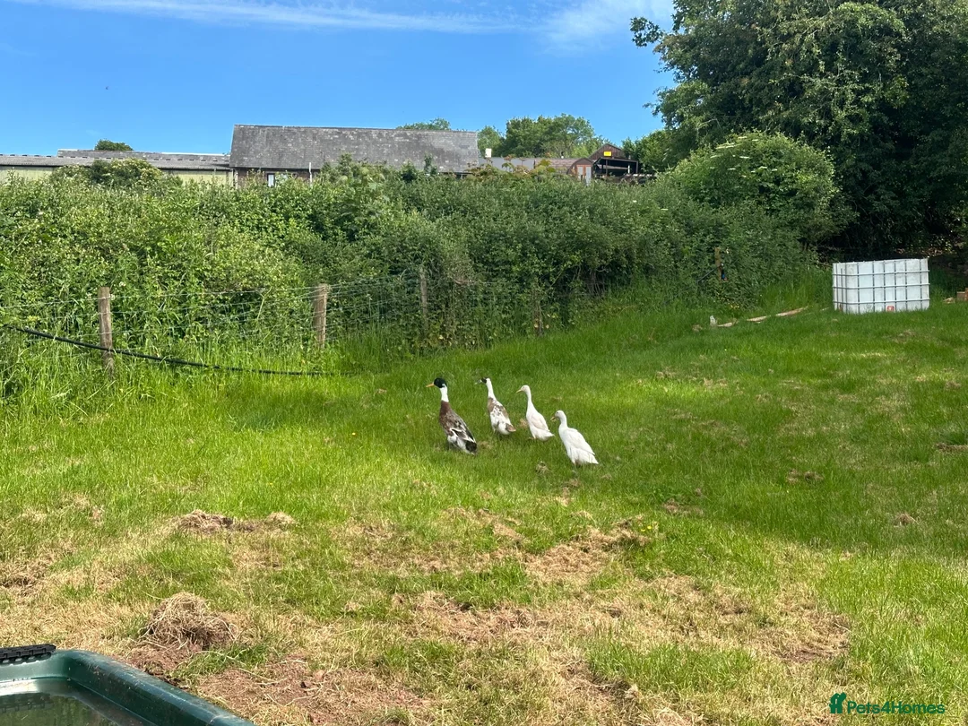 Ducks poultry for sale: Runner Ducks, various ages and prices  in Abergavenny - Advert 5
