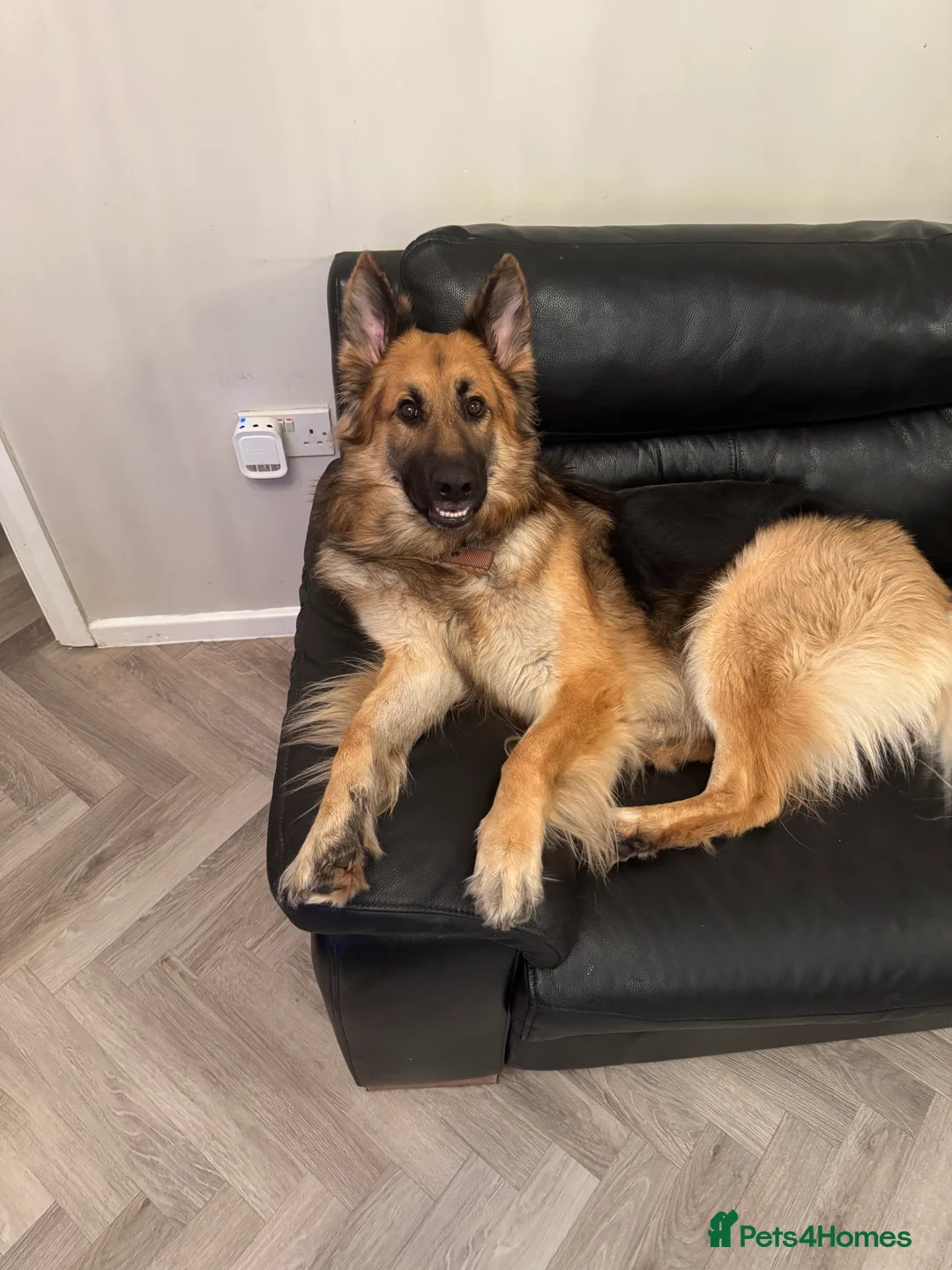 German Shepherd dogs for sale: Good home required - Advert 3