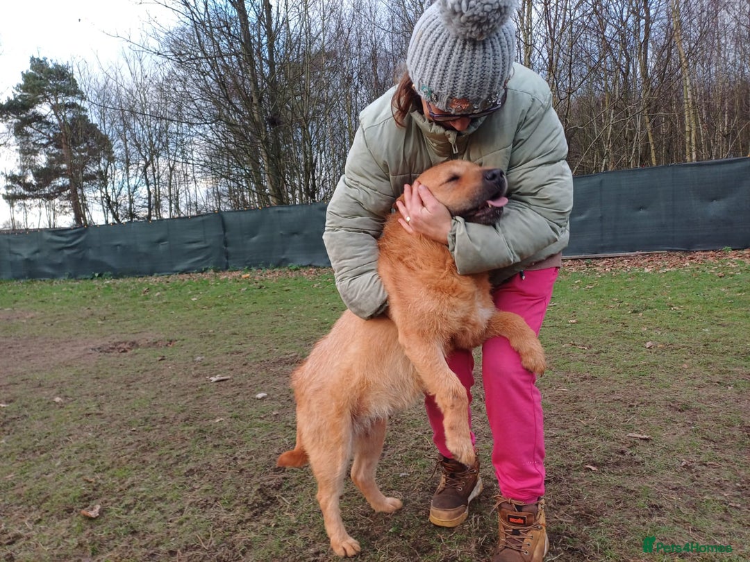 Mixed Breed dogs for adoption: 🐾 Meet IZZY 🐾 💛 A loyal heart & love to give 💛 - Advert 6