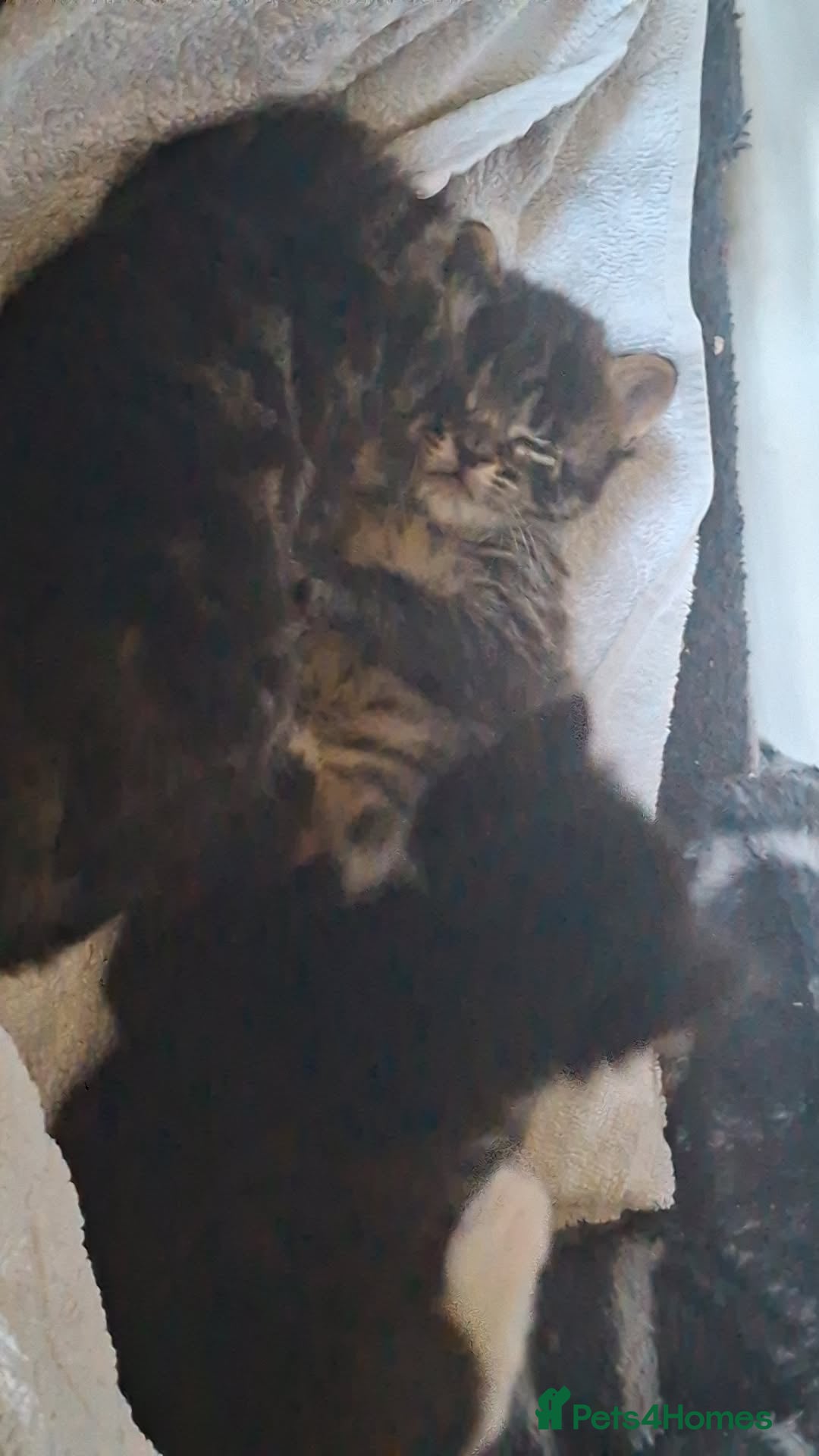 Mixed Breed cats for sale: 3 kittens for sale - Image 2