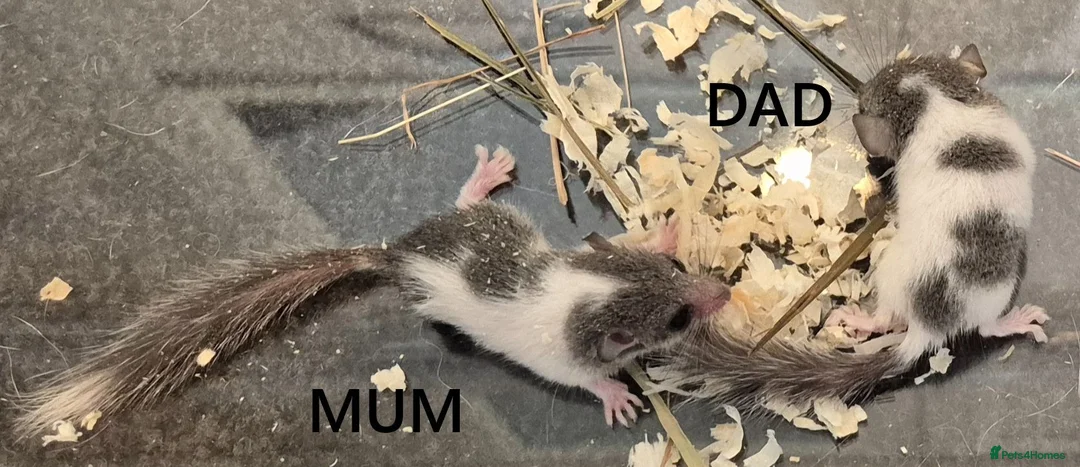 Mouse rodents for sale: 🐿️ Micro squirrels, African Pygmy dormouse mouse - Advert 2