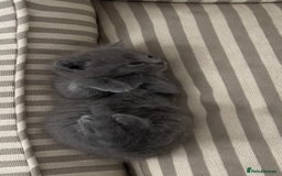 British Shorthair cats for sale: BSH Kittens • 3 Males • Ready to leave at 10 weeks - Image 5