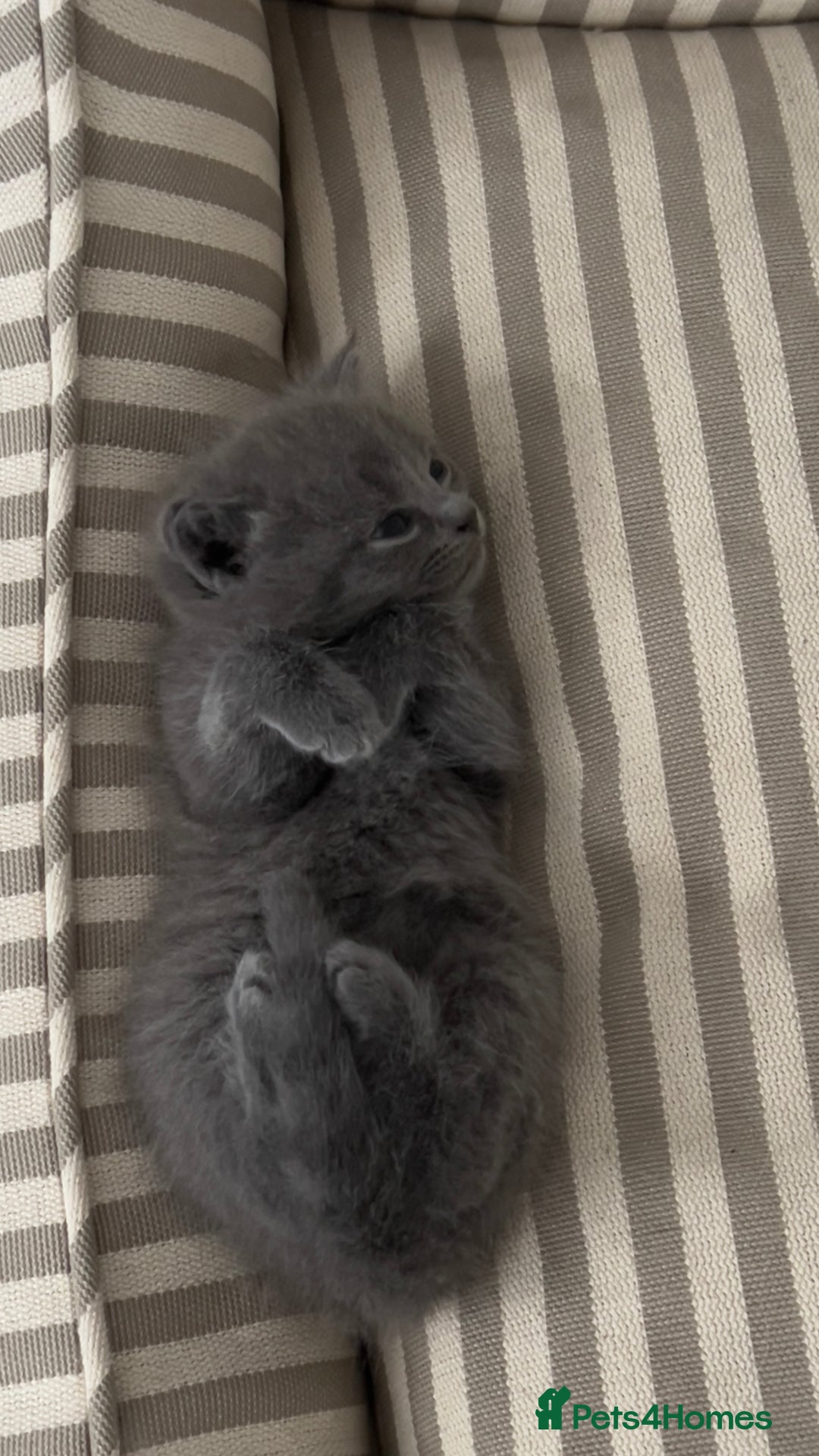 British Shorthair cats for sale: BSH Kittens • 3 Males • Ready to leave at 10 weeks - Image 5