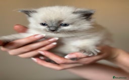 Ragdoll cats for sale: Exceptional Quality Ragdoll Kittens - Image 4