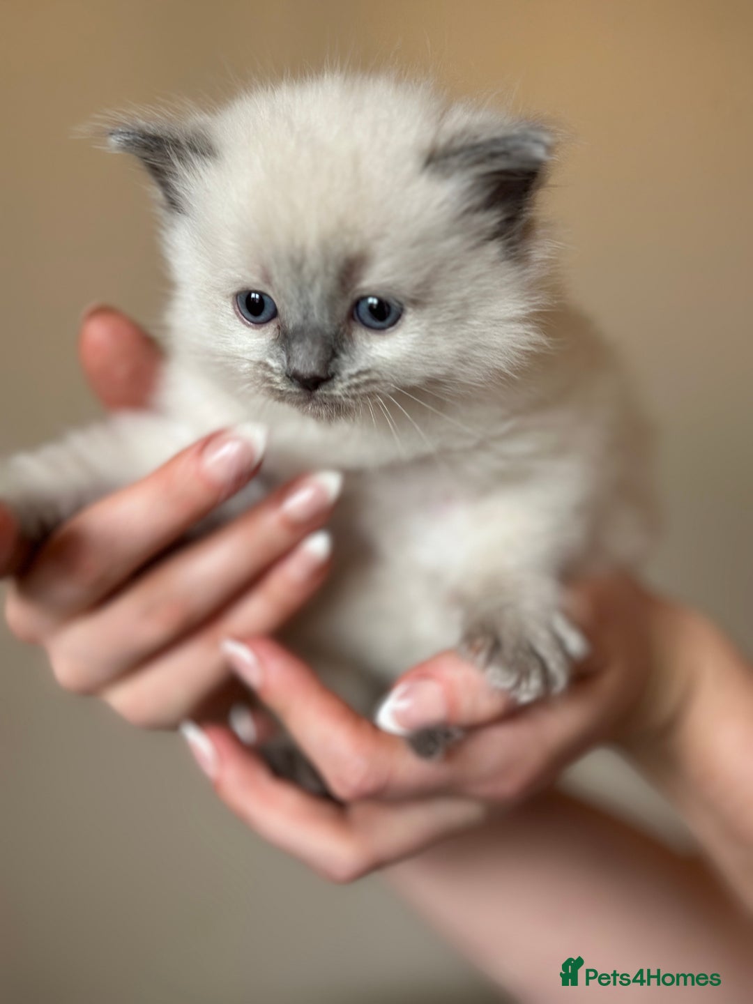 Ragdoll cats for sale: Exceptional Quality Ragdoll Kittens - Image 4