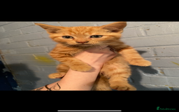 British Shorthair cats for sale: Stunning kitten boy £180  - Image 1