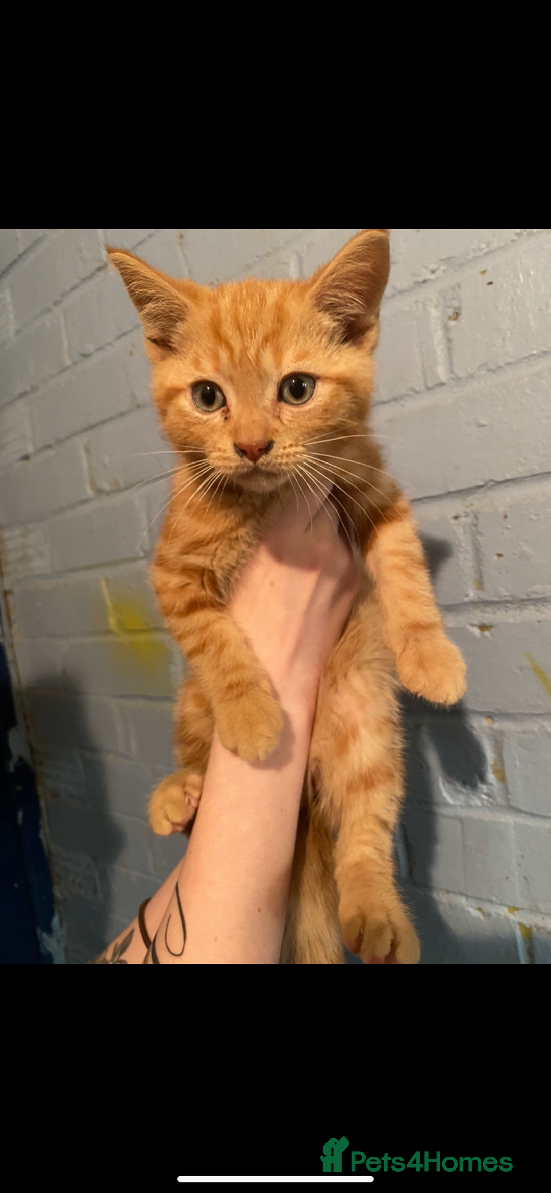 British Shorthair cats for sale: Stunning kitten boy £180  - Image 1