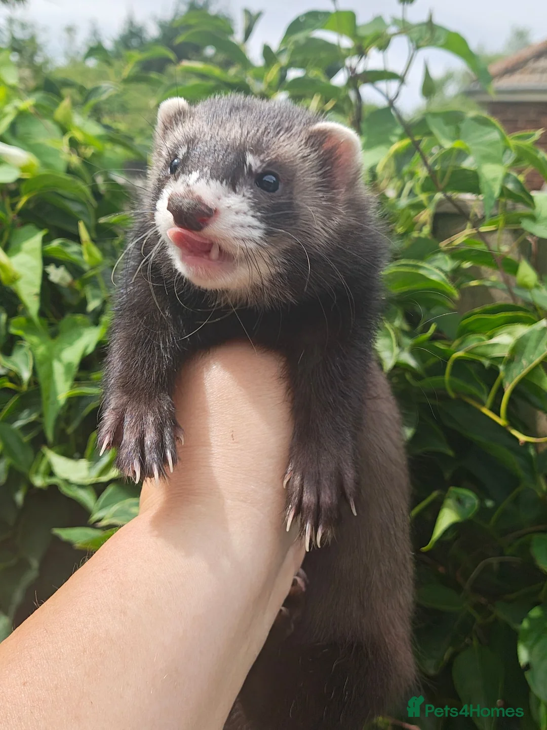 Ferret rodents for sale: Beautiful ferret hobs in Romney Marsh - Advert 2