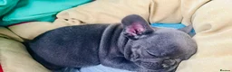 French Bulldog dogs for sale: Mini French bulldog  in Gateshead - Advert 4