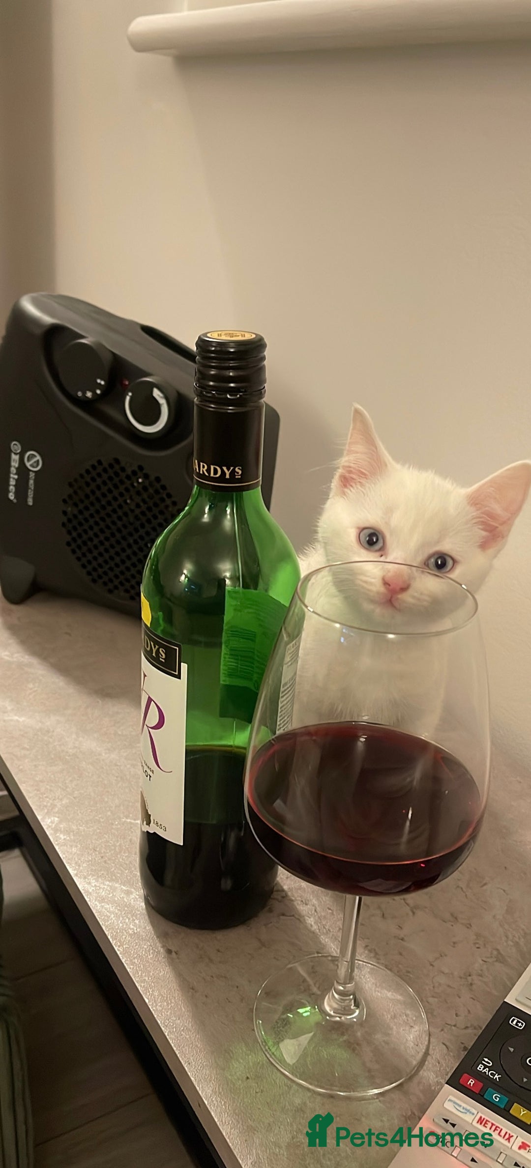 Mixed Breed cats for sale: 1 Gorgeous girl available  - Advert 6