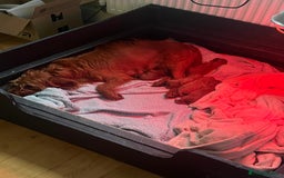 Labradoodle dogs for sale: Labradoodles for sale  - Image 9