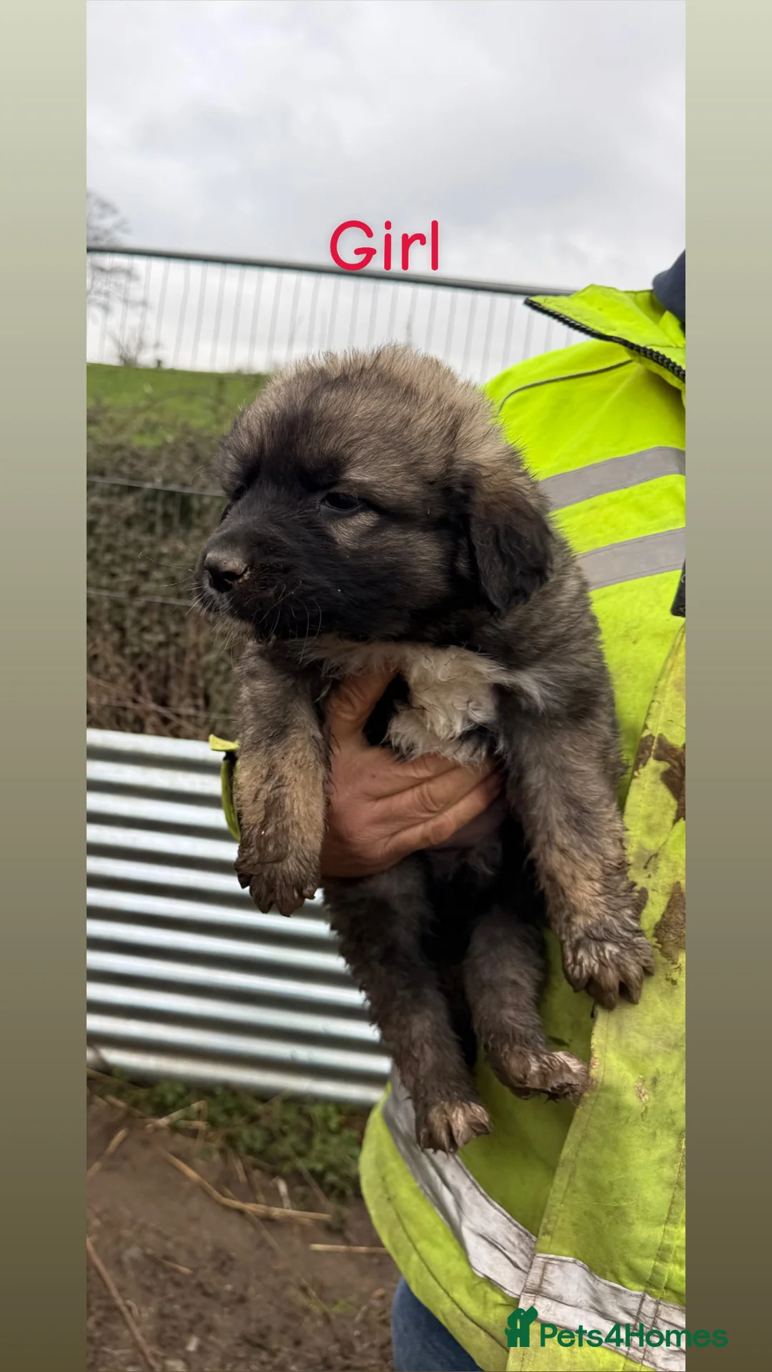 Caucasian Shepherd Dog dogs for sale: Beautiful Caucasian shepherd puppies in Radstock - Advert 18