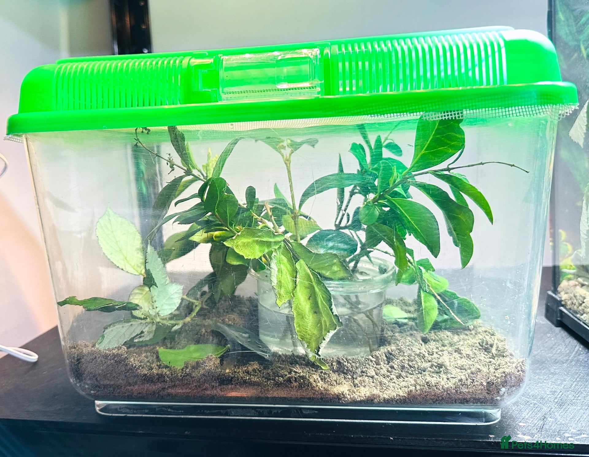 Stick Insects invertebrates Sungaya & Indian Stick Insects & Full Setup - Advert 16