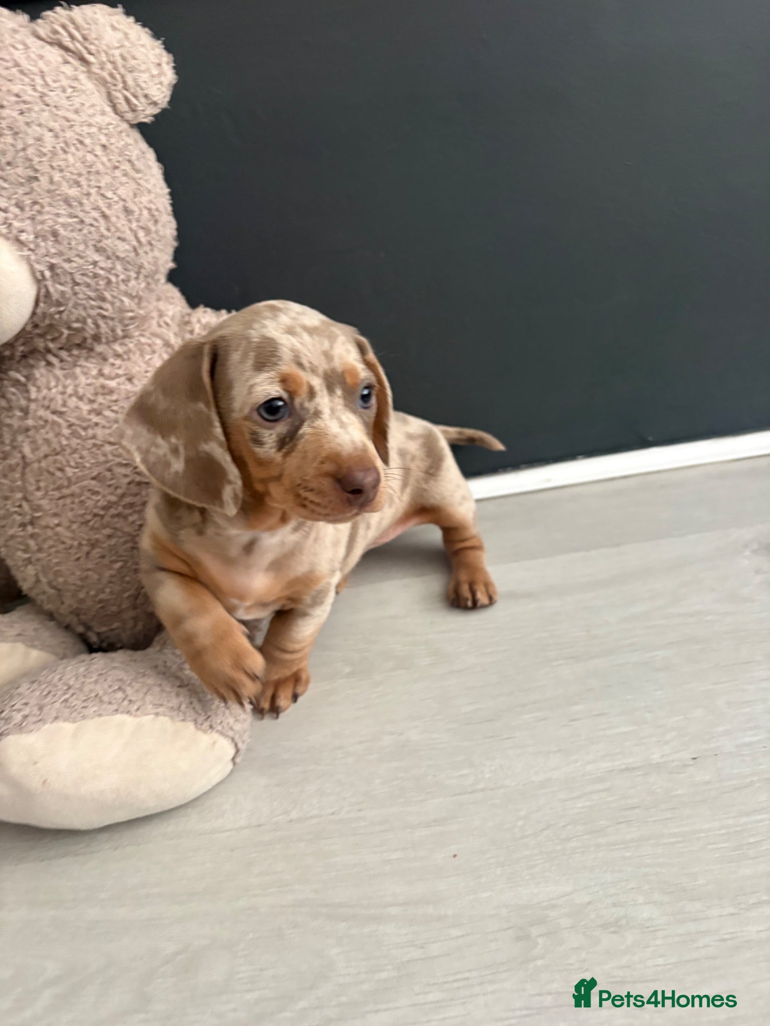 Dachshund dogs Dapple/lilac sausage dogs  - Advert 22