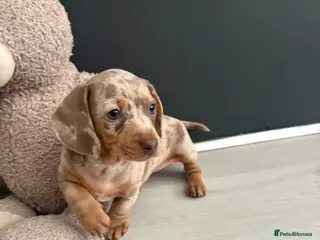 Dachshund dogs Dapple/lilac sausage dogs - Advert 22