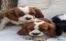 Cavalier King Charles Spaniel dogs for sale: Cavalier King Charles Spaniel Puppies  in Tonbridge - Image 4