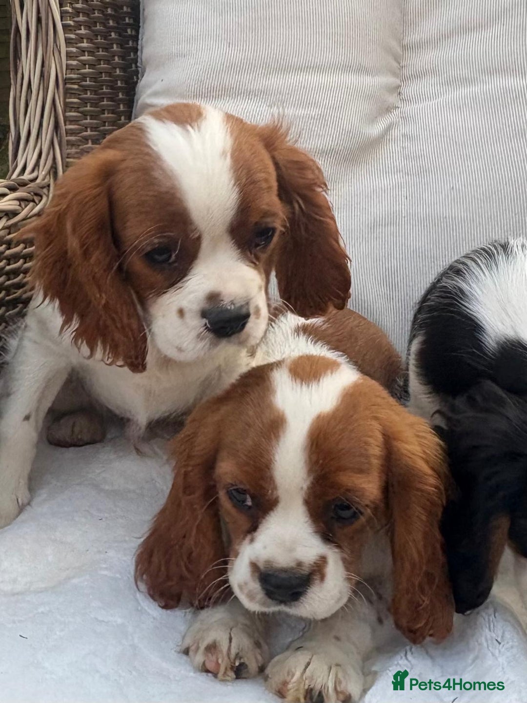 Cavalier King Charles Spaniel dogs for sale: Cavalier King Charles Spaniel Puppies  in Tonbridge - Image 4