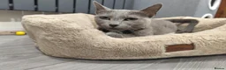 Russian Blue cats for sale: Beautiful 2-Year-Old Russian Blue Female cat - Advert 2