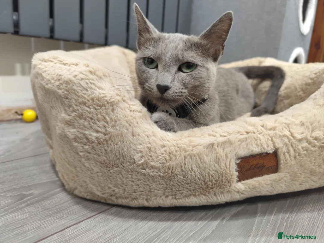 Russian Blue cats for sale: Beautiful 2-Year-Old Russian Blue Female cat - Advert 2