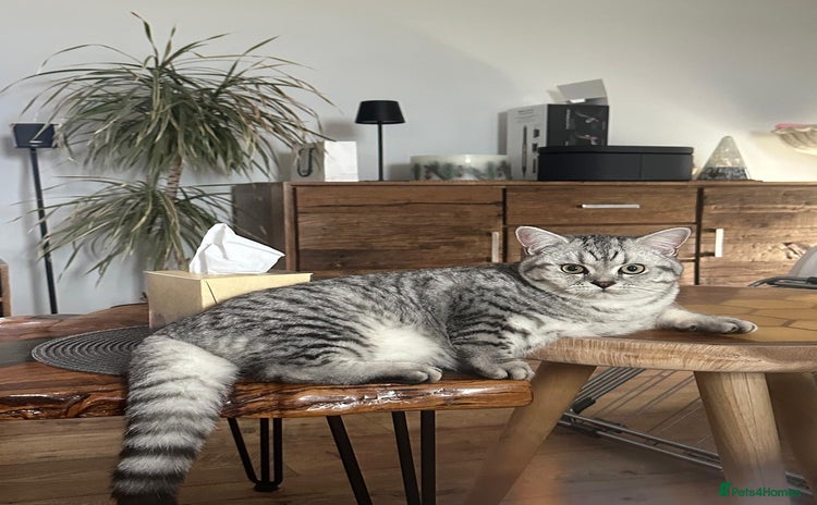 British Shorthair cats - Advert 10