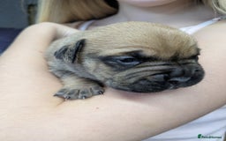 Mixed Breed dogs for sale: Frenchie x staff  - Image 1