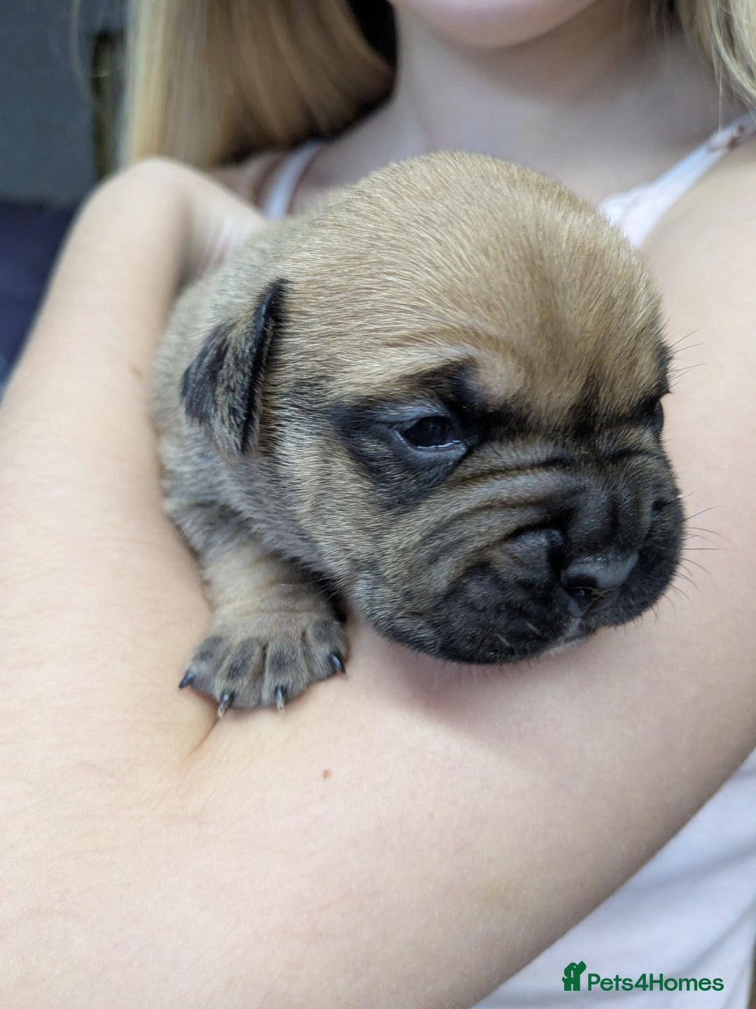 Mixed Breed dogs for sale: Frenchie x staff  - Image 1