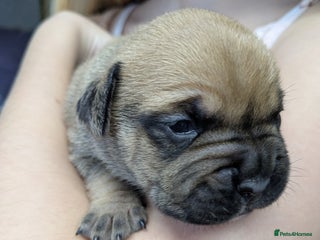 Mixed Breed dogs - Advert 6